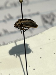 Trirhabda bacharidis