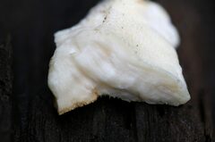 Laetiporus versisporus