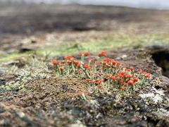 Cladonia cristatella