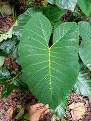 Aroideae