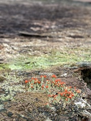 Cladonia cristatella