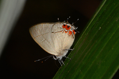 Calycopis cerata