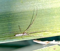 Tetragnatha elongata