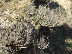 Thymus zygis