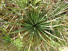Puya goudotiana