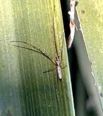 Tetragnatha elongata