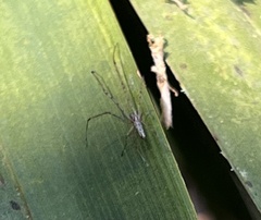 Tetragnatha elongata