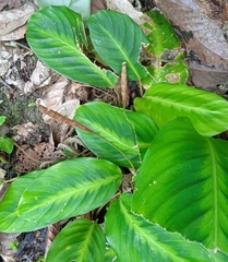 Calathea lutea