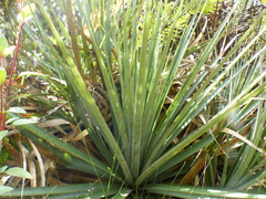 Puya goudotiana