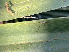 Tetragnatha elongata