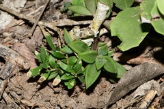 Lenophyllum texanum