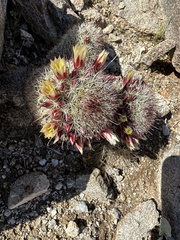 Mammillaria dioica