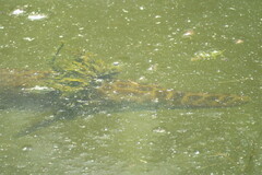 Lepisosteus platyrhincus