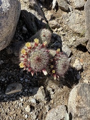 Mammillaria dioica