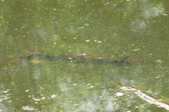 Lepisosteus platyrhincus