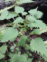 Urtica sykesii