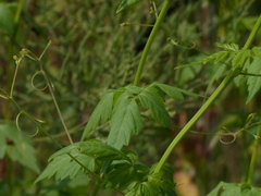 Cardiospermum halicacabum