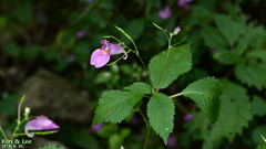 Impatiens textorii