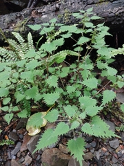 Urtica sykesii