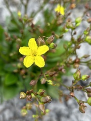 Liparophyllum exaltatum