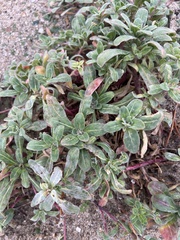Camissoniopsis