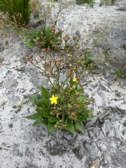 Liparophyllum exaltatum