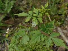 Cardiospermum halicacabum