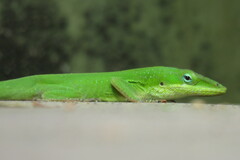 Anolis carolinensis