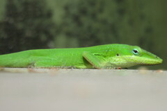Anolis carolinensis