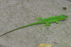 Anolis carolinensis
