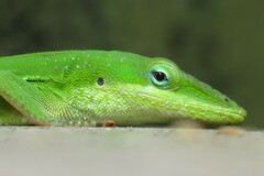 Anolis carolinensis