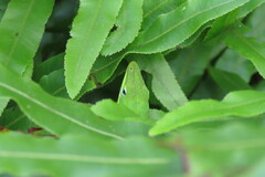 Anolis carolinensis