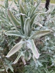 Salvia leucophylla