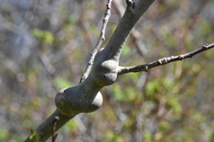 Euhexomyza schineri