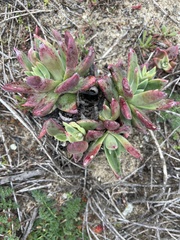 Dudleya caespitosa
