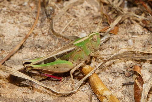 Broad Green-winged Grasshopper
