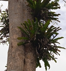 Niphidium crassifolium
