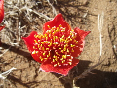 Haemanthus pubescens