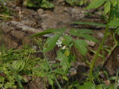 Cardiospermum halicacabum