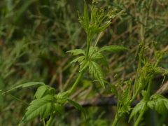 Cardiospermum halicacabum
