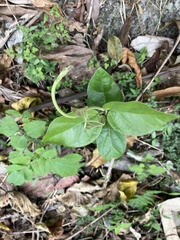 Vincetoxicum hirsutum