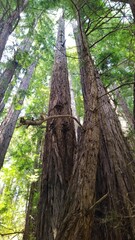 Sequoia