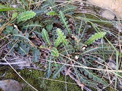 Asplenium ceterach