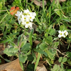 Tomostima cuneifolia