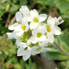 Tomostima cuneifolia
