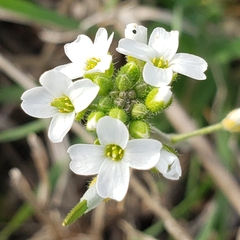 Tomostima cuneifolia