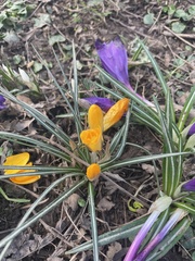 Crocus neapolitanus