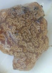 Aplidium