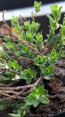 Phyllanthus polygonoides