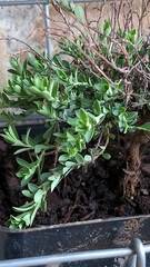 Phyllanthus polygonoides